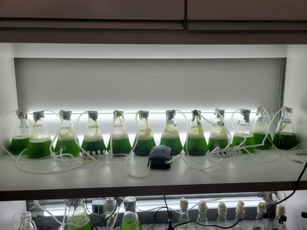 Manuntenção microalgas