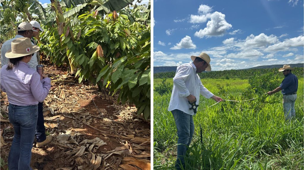 Montagem de duas fotos mostrando a plantação de cacau no Norte de Minas