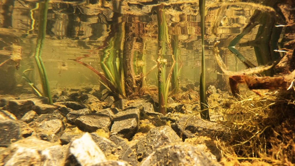 Sistema desenvolvido pela startup por ângulo submerso | Crédito: Wetlands/Divulgação
